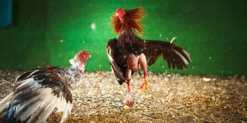 Giới thiệu vài nét cơ bản về WS168 GOCKfighting